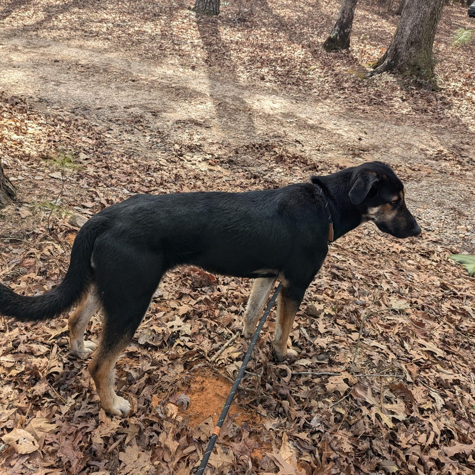 URGENT! Daffodil- perfect on leash & so sweet!, Adoptable, Young Female German Shepherd Dog.