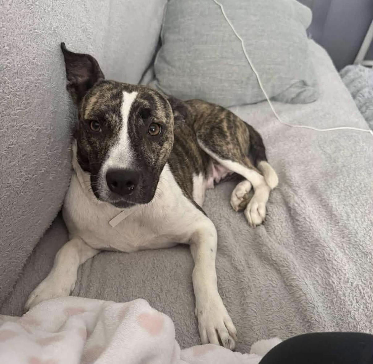Enlarge Mauve, a Adopted mixed breed in Randleman, NC image 1/3