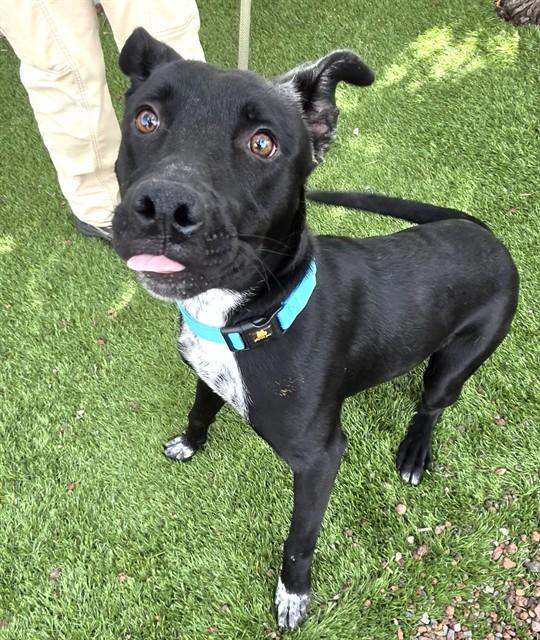 Enlarge Gizmo, a ADOPTABLE mixed breed in Phoenix, OR image 2/2