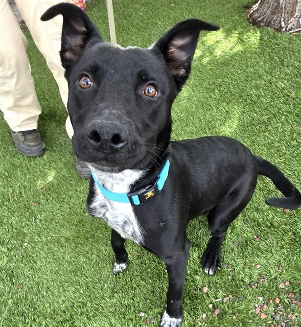 Gizmo, ADOPTABLE, Young Male Australian Cattle Dog / Blue Heeler.