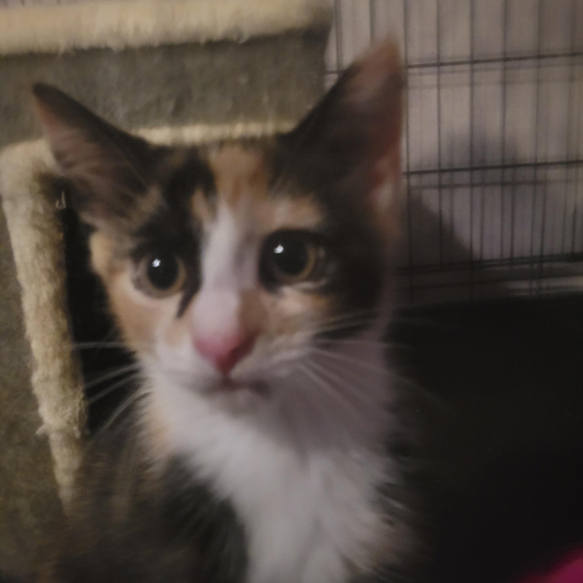 Enlarge Confetti, a ADOPTABLE Calico in Brooklyn, NY image 2/4