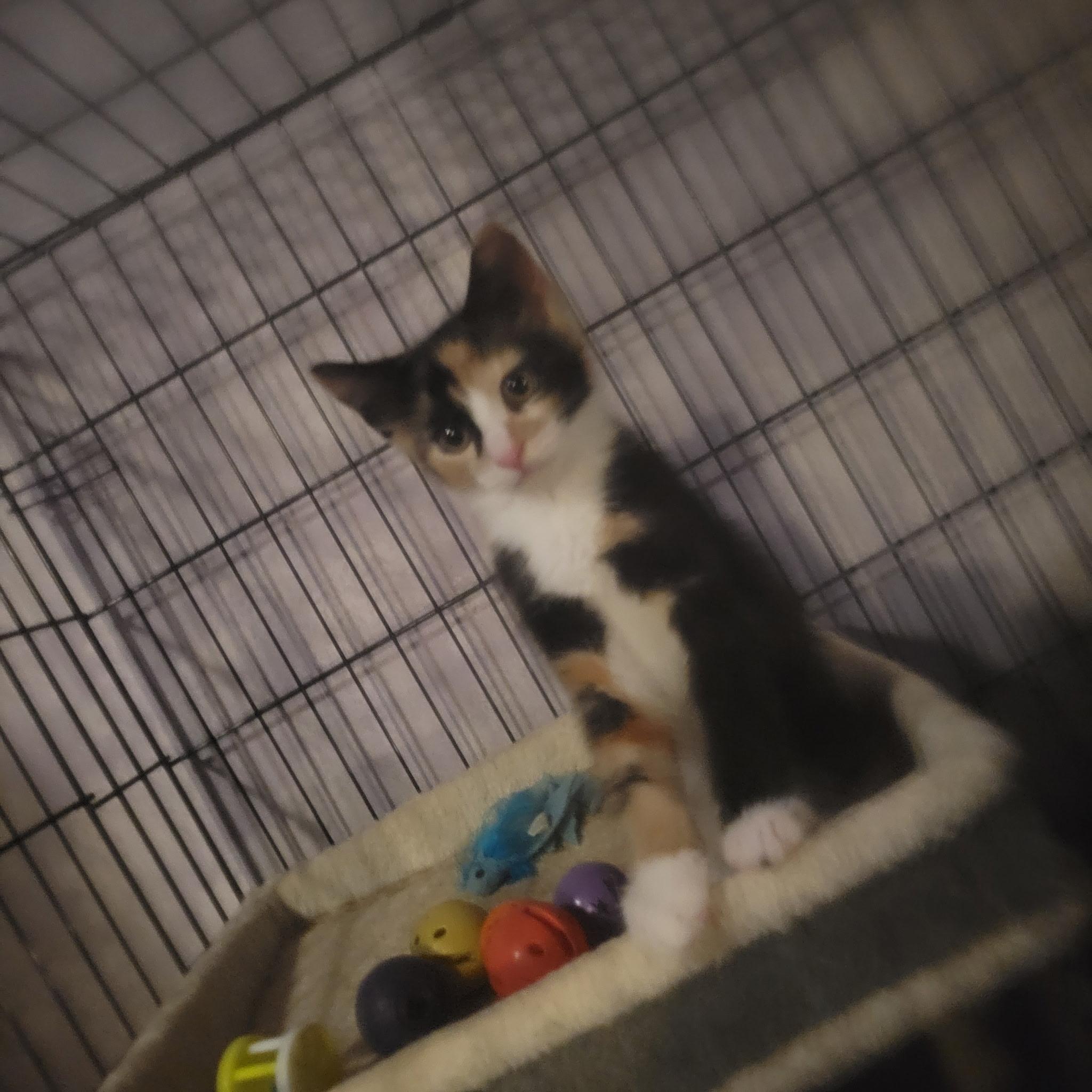 Confetti, ADOPTABLE, Kitten Female Calico.