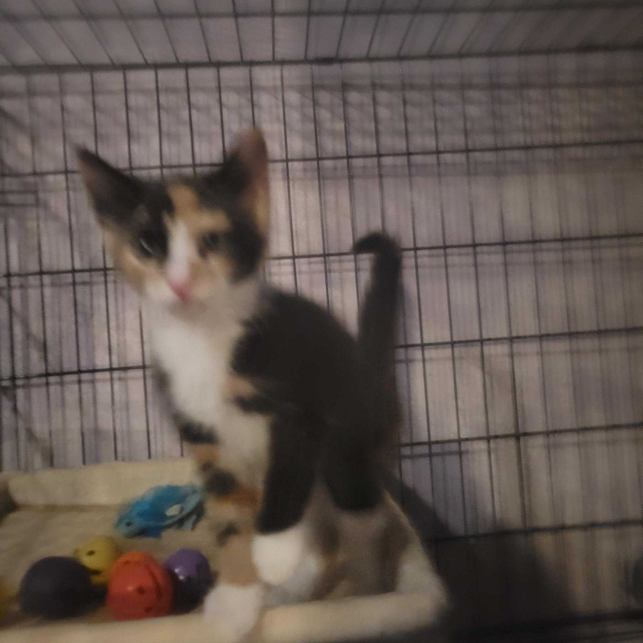 Enlarge Confetti, a ADOPTABLE Calico in Brooklyn, NY image 4/4