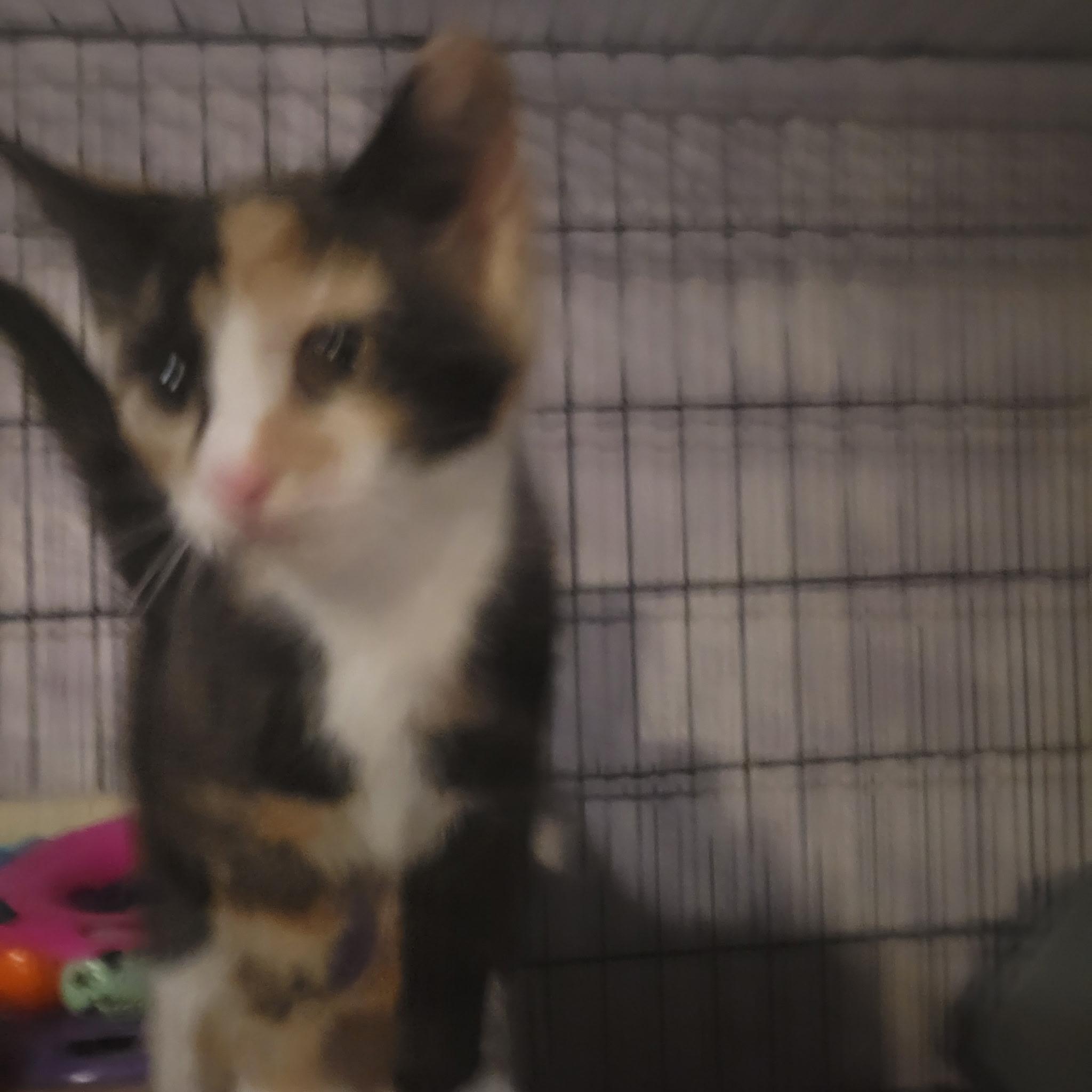 Enlarge Confetti, a ADOPTABLE Calico in Brooklyn, NY image 3/4