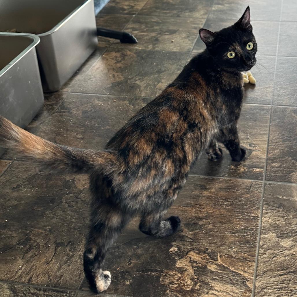 Biscuit aka Nicolette, Adoptable, Young Female Domestic Short Hair.