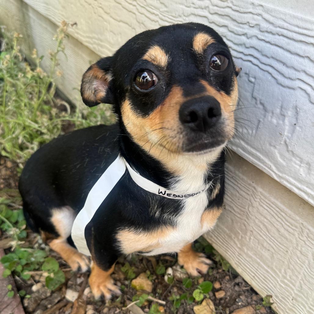 Enlarge Wednesday, a Adoptable Rat Terrier in Katy, TX image 1/2