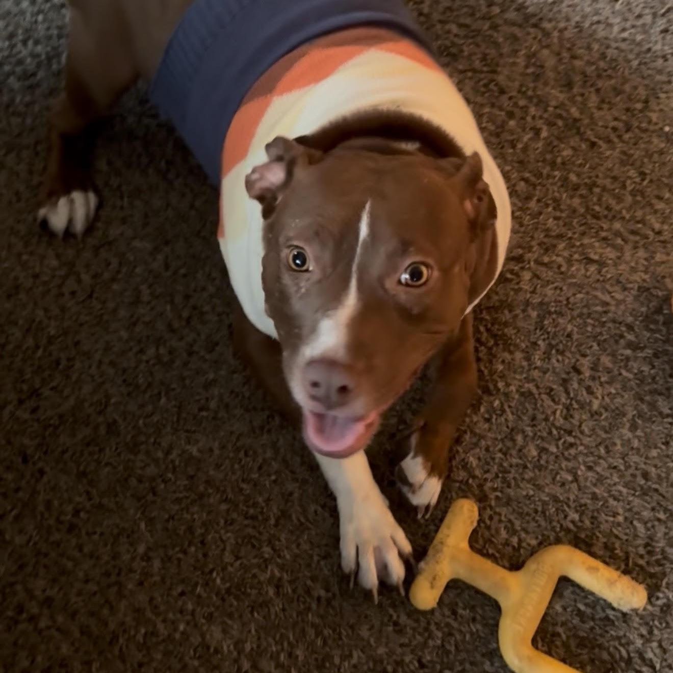 Enlarge Tipper (Half Off Adoption Fee Through End of April!), an adopted Pit Bull Terrier in Lemont, IL image 5/6