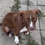 Enlarge Tipper (Half Off Adoption Fee Through End of April!), an adopted Pit Bull Terrier in Lemont, IL image 2/6