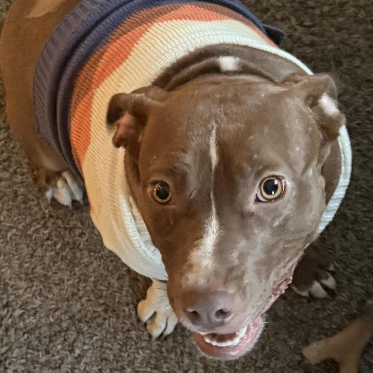 Tipper (Half Off Adoption Fee Through End of April!), adopted, Young Female Pit Bull Terrier.