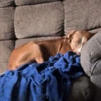 Enlarge Tipper (Half Off Adoption Fee Through End of April!), an adopted Pit Bull Terrier in Lemont, IL image 3/6