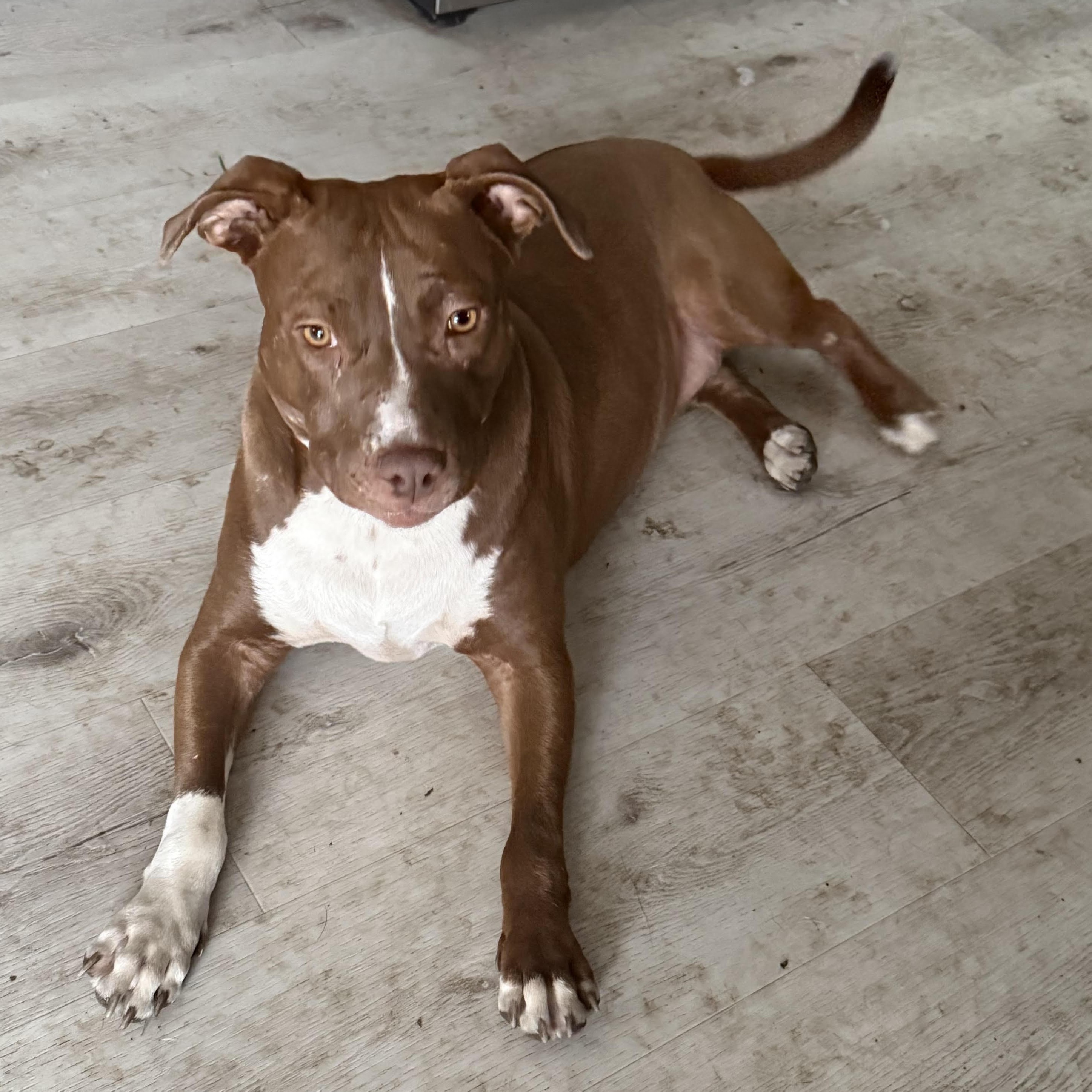 Enlarge Tipper (Half Off Adoption Fee Through End of April!), an adopted Pit Bull Terrier in Lemont, IL image 6/6