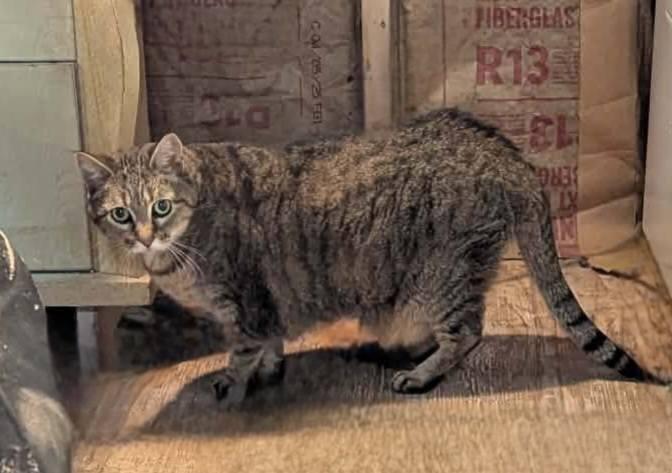 Enlarge Burt and Ernie, a ADOPTABLE Domestic Short Hair in Fort Payne, AL image 2/2