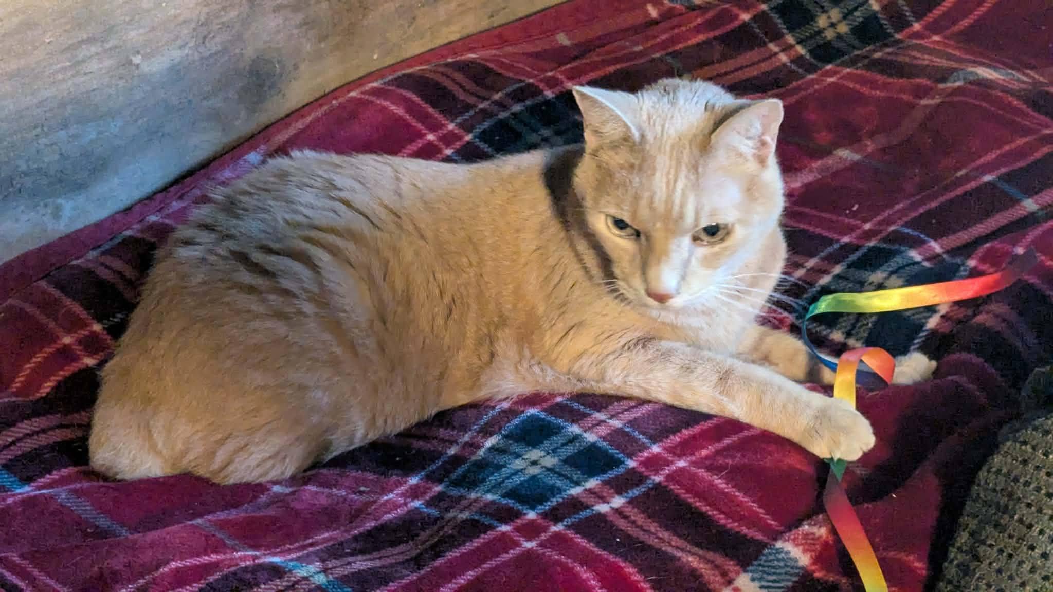 Burt and Ernie, ADOPTABLE, Senior Male Domestic Short Hair.