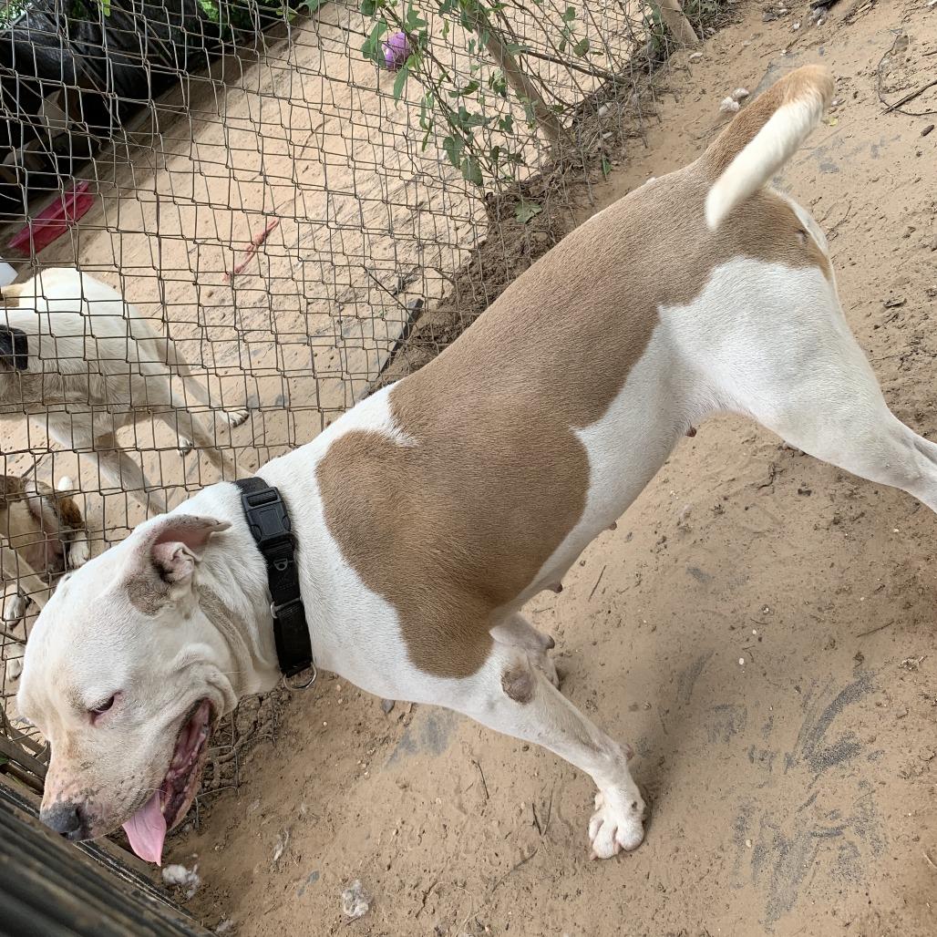 Emma, Adoptable, Adult Female American Bulldog.