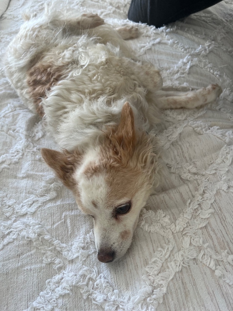 Enlarge Betsy, a Adoptable mixed breed in Los Angeles, CA image 1/10