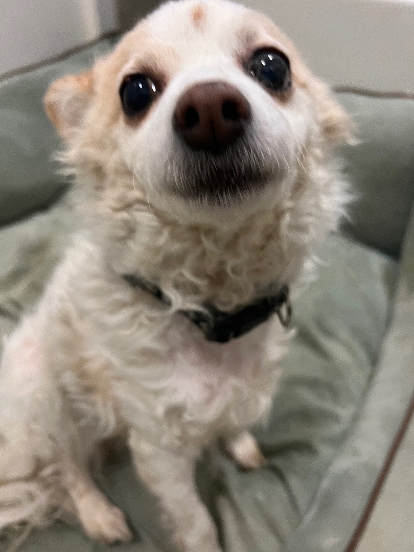 Betsy is a sweet 10 years old senior long hair chi spaniel mix dog 12ish lbs she is very affectio