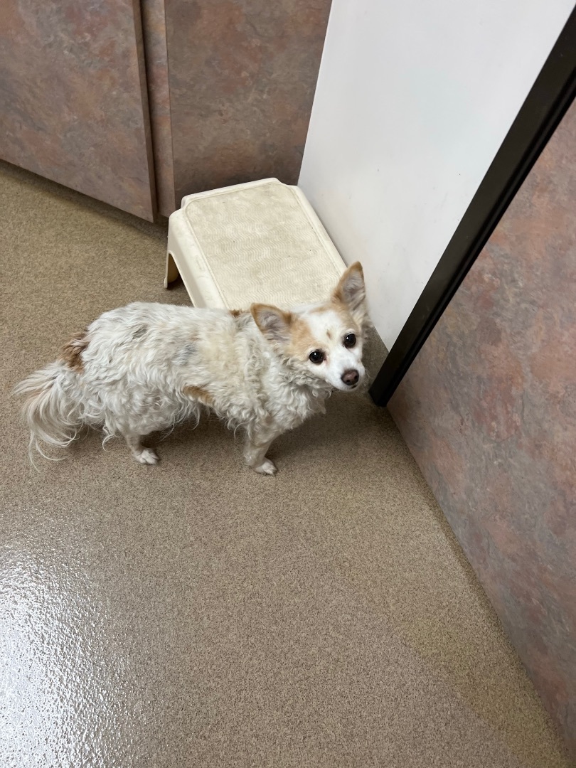 Enlarge Betsy, a Adoptable mixed breed in Los Angeles, CA image 3/10