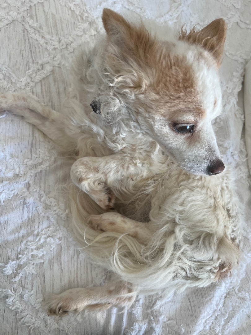 Enlarge Betsy, a Adoptable mixed breed in Los Angeles, CA image 5/10