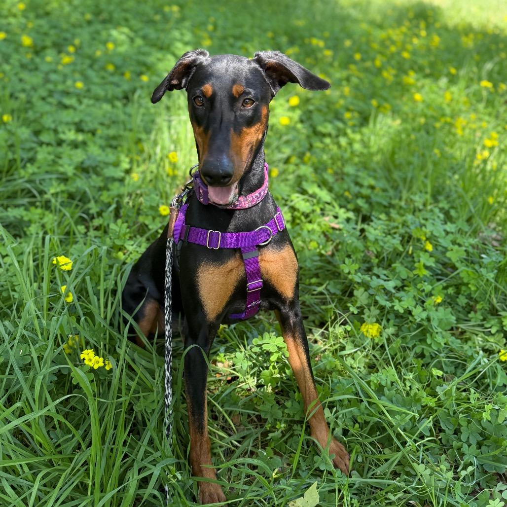 Delta — thumbnail 3