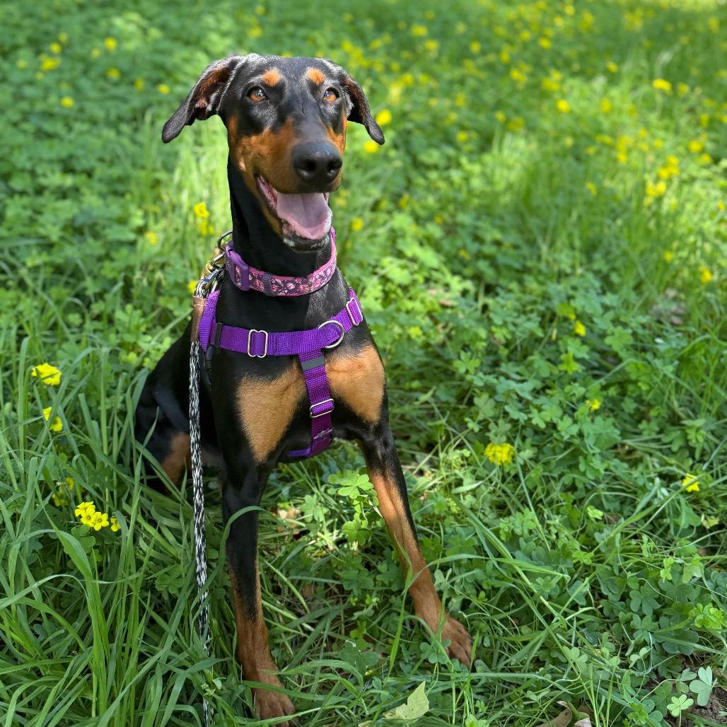 Delta — thumbnail 6