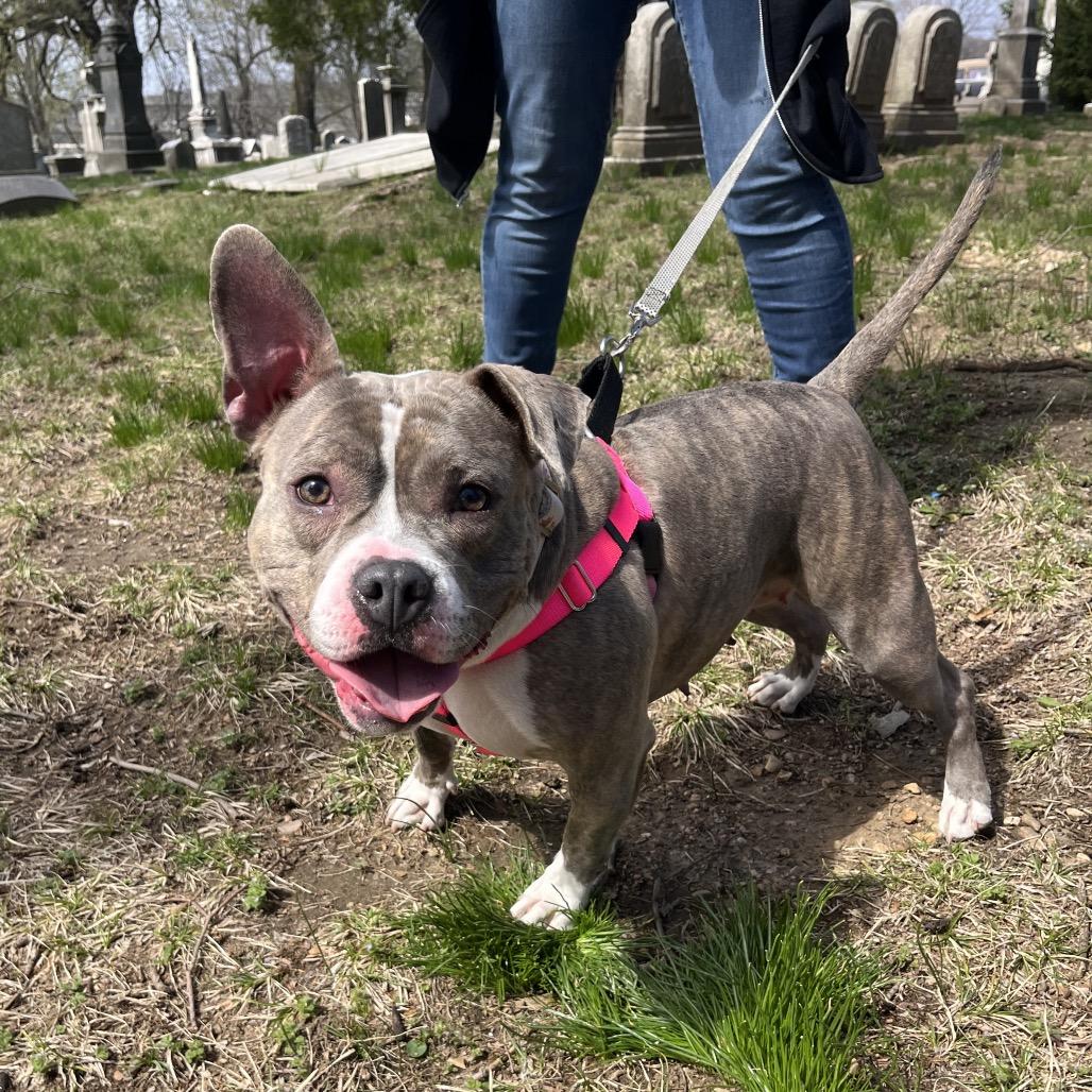 Sharona, Adoptable, Adult Female Mixed Breed.