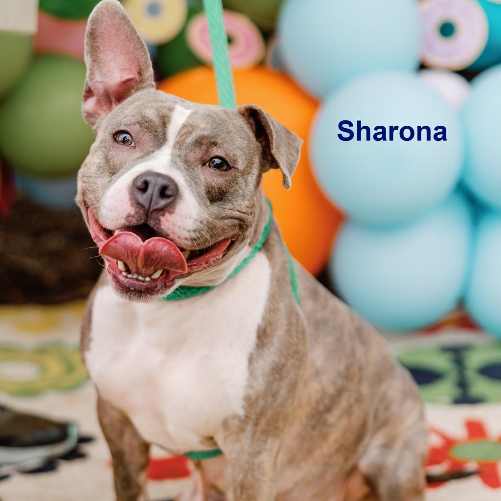 Enlarge Sharona, a Adoptable Mixed Breed in Philadelphia, PA image 2/6