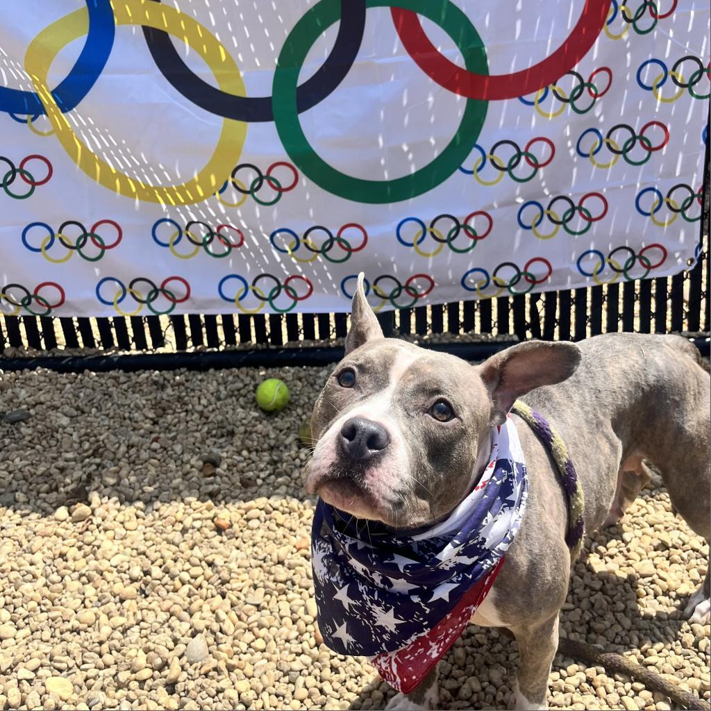 Enlarge Sharona, a Adoptable Mixed Breed in Philadelphia, PA image 3/6