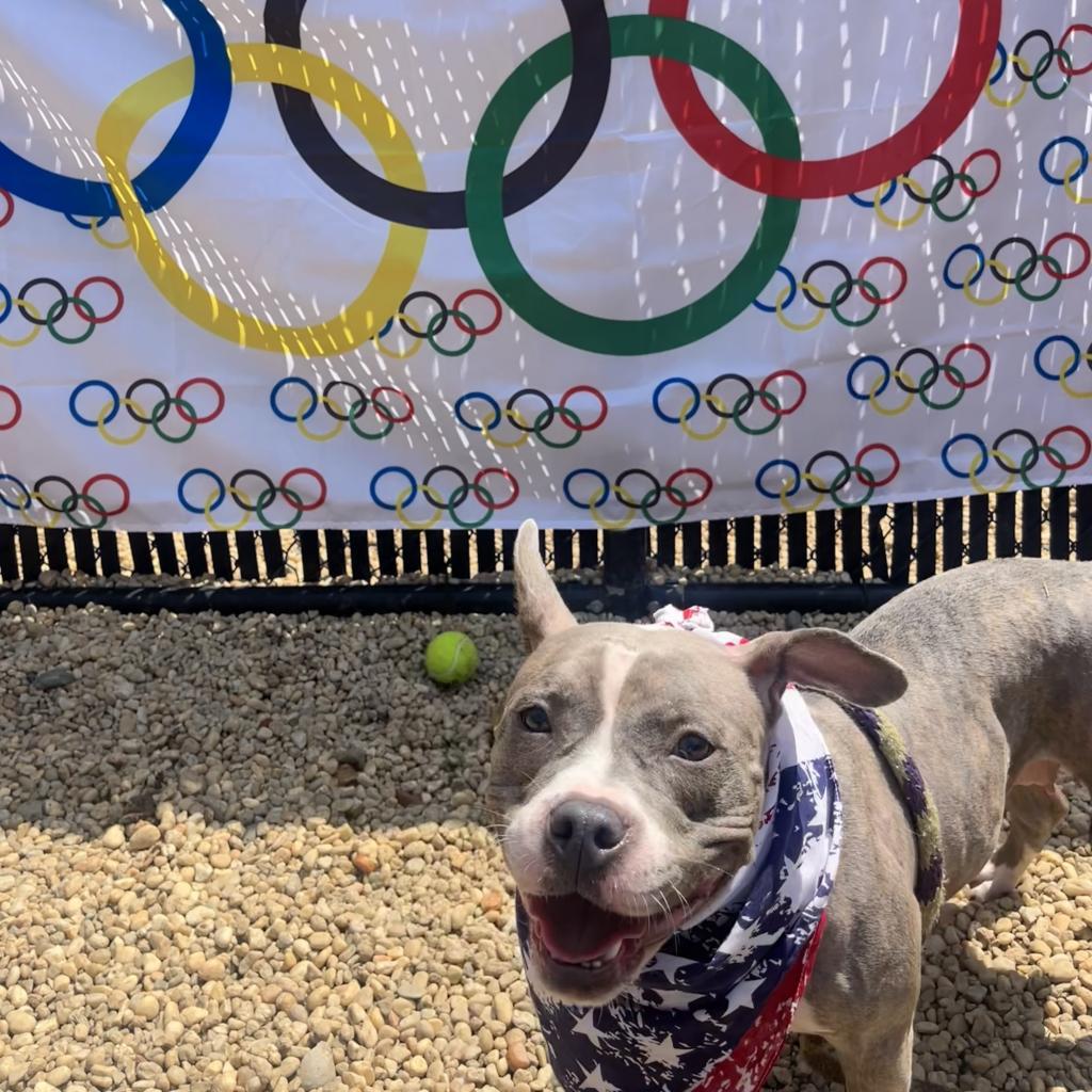 Enlarge Sharona, a Adoptable Mixed Breed in Philadelphia, PA image 4/6