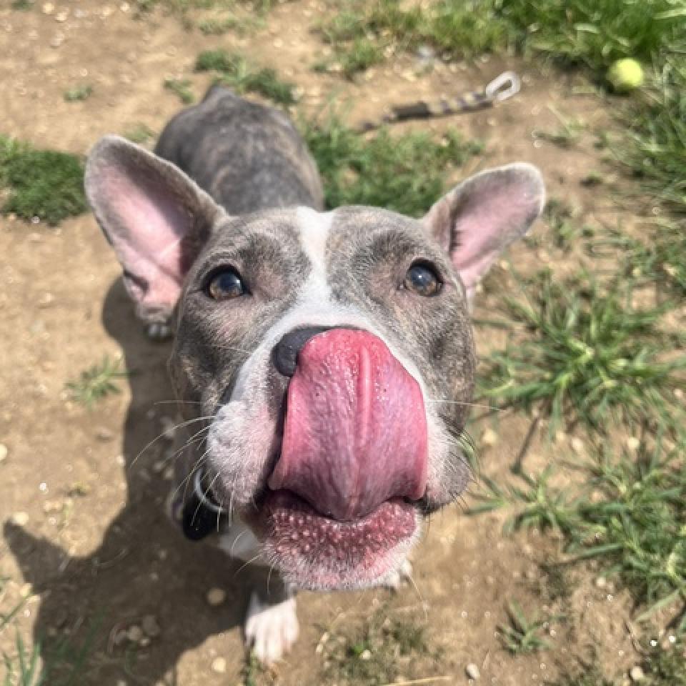 Enlarge Sharona, a Adoptable Mixed Breed in Philadelphia, PA image 5/6