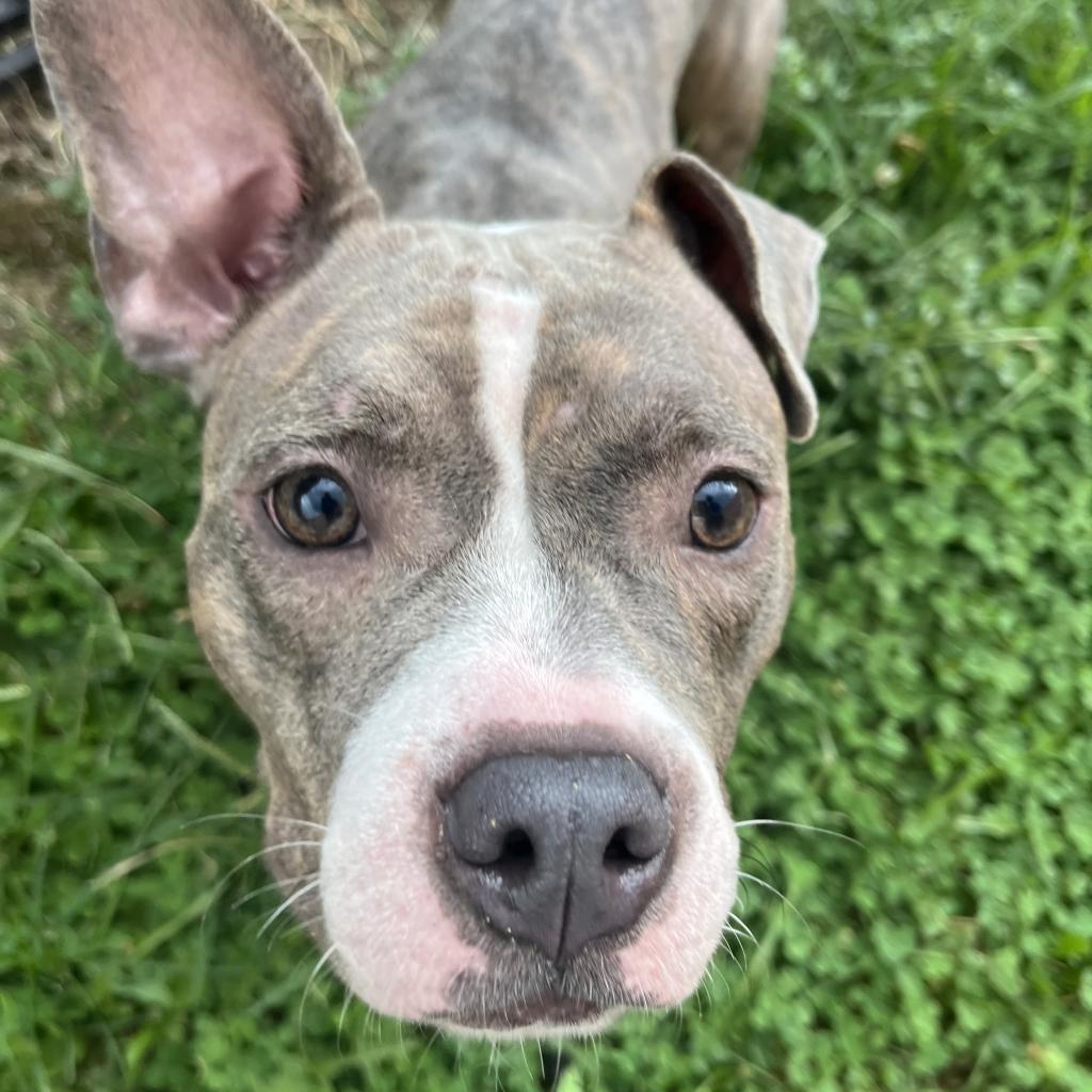 Enlarge Sharona, a Adoptable Mixed Breed in Philadelphia, PA image 6/6