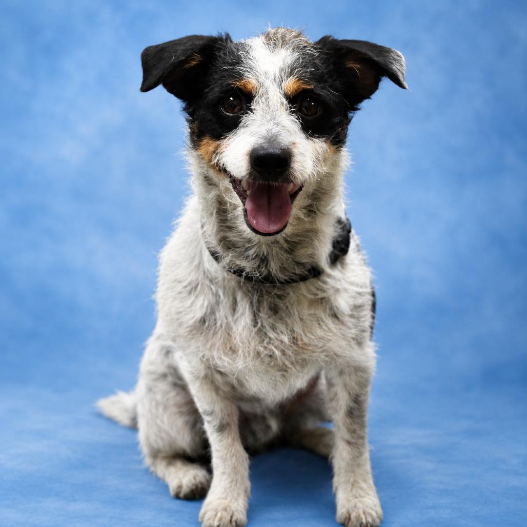 Jasper, Adoptable, Young Male Jack Russell Terrier & Mixed Breed.