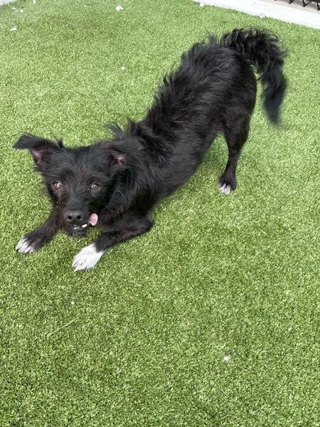 Mazzie, Adoptable, Adult Female Terrier.