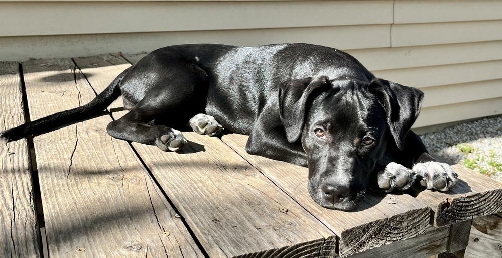 Ducati, Adoptable, Young Female Mixed Breed.