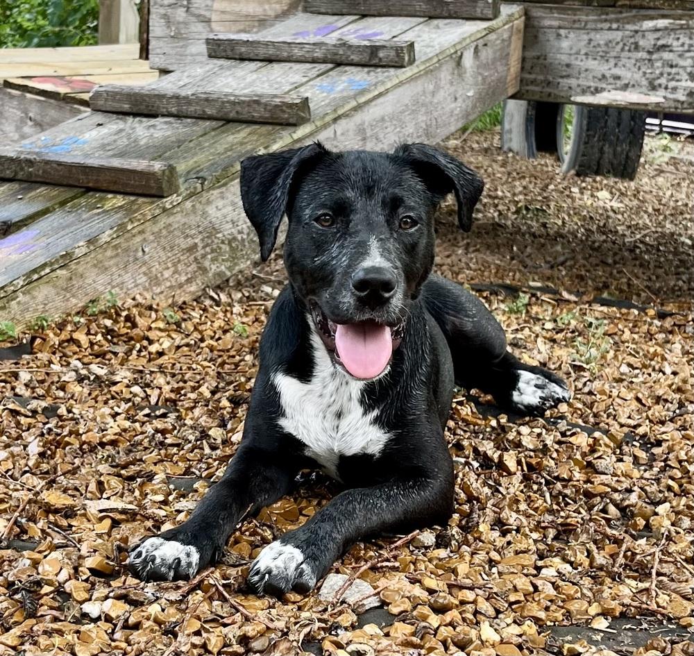 Enlarge Ducati, a Adoptable mixed breed in Lincoln, NE image 2/6
