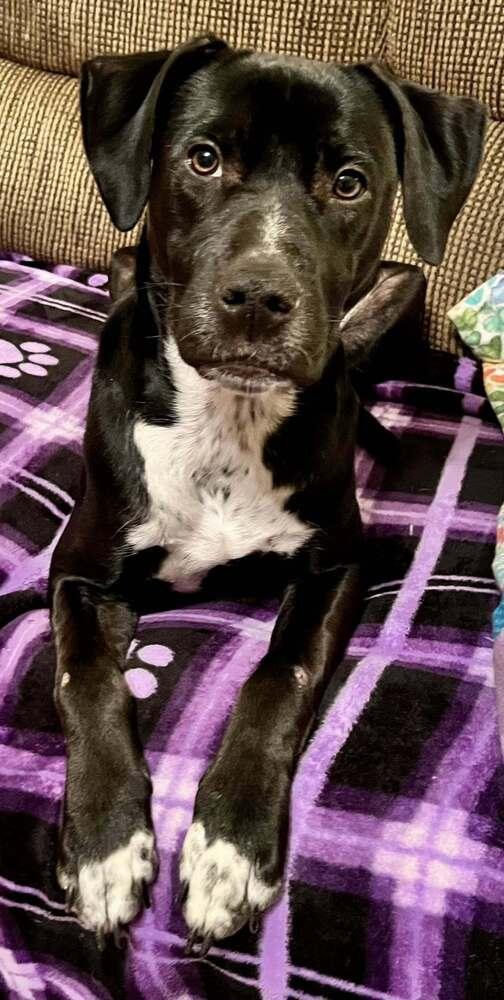 Enlarge Ducati, a Adoptable mixed breed in Lincoln, NE image 3/6