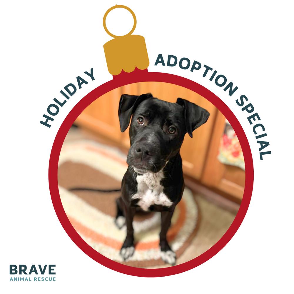 Enlarge Ducati, a Adoptable mixed breed in Lincoln, NE image 4/6