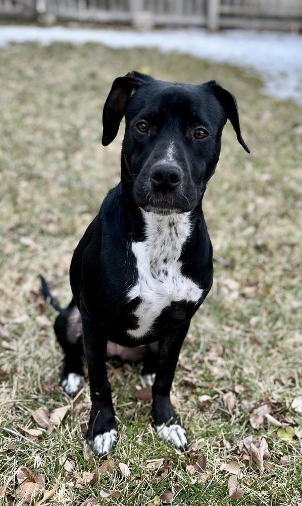 Enlarge Ducati, a Adoptable mixed breed in Lincoln, NE image 5/6