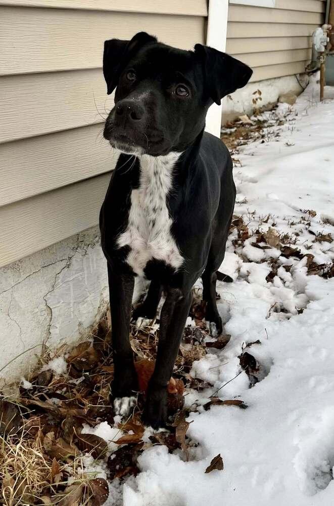 Enlarge Ducati, a Adoptable mixed breed in Lincoln, NE image 6/6