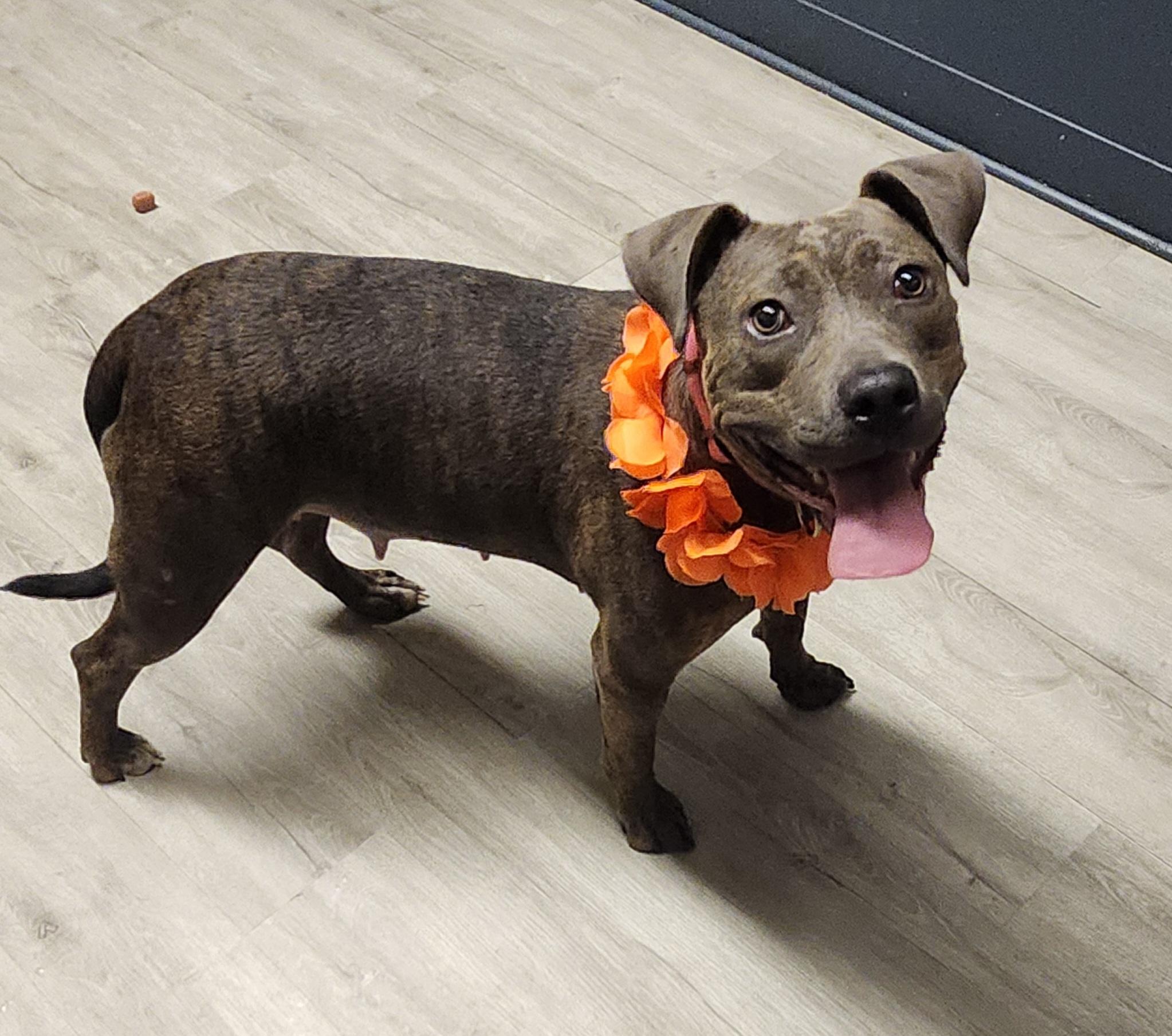 Enlarge Tiana, a Adoptable mixed breed in Mansfield, OH image 4/4