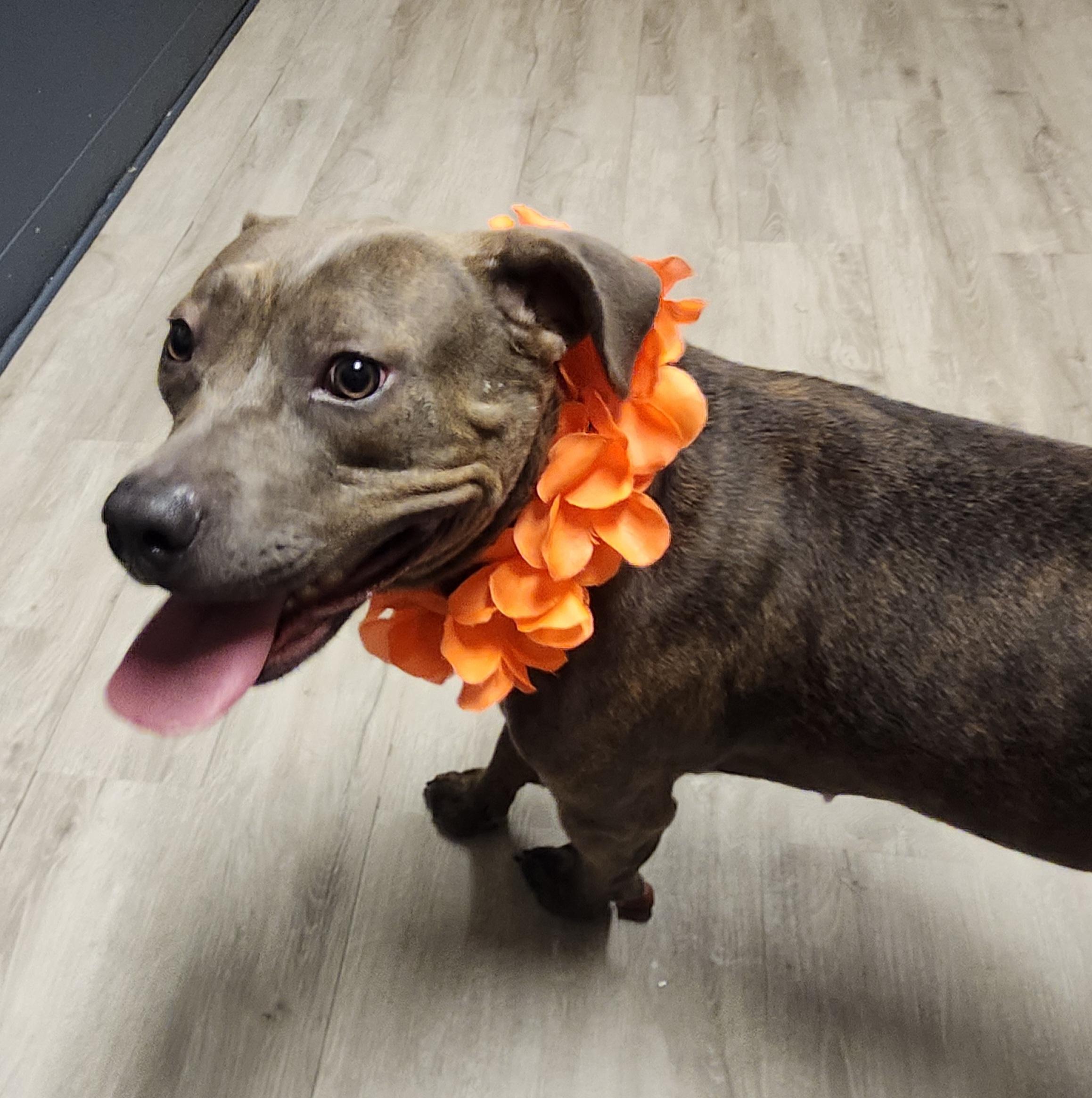 Enlarge Tiana, a Adoptable mixed breed in Mansfield, OH image 1/4