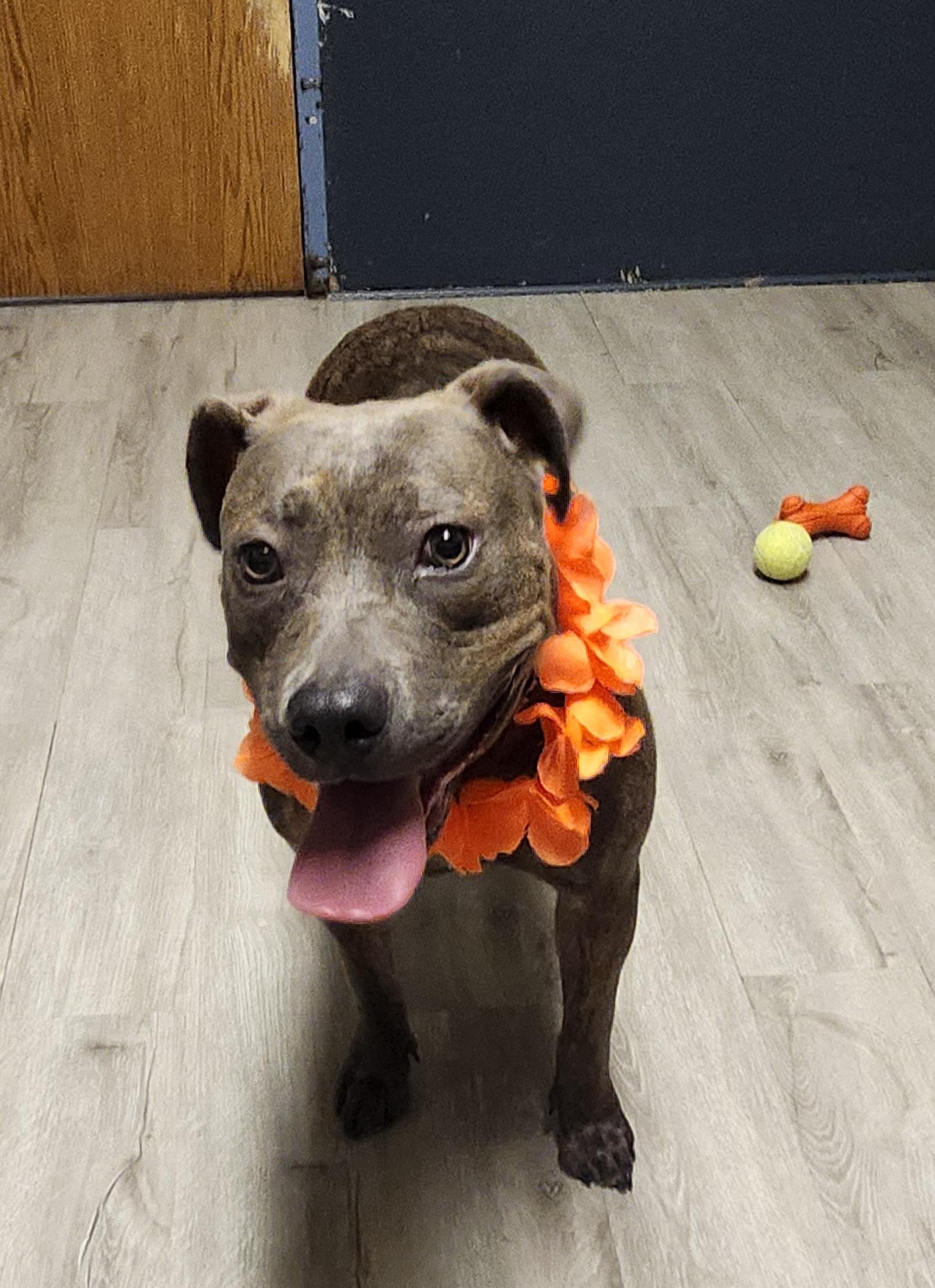 Enlarge Tiana, a Adoptable mixed breed in Mansfield, OH image 2/4