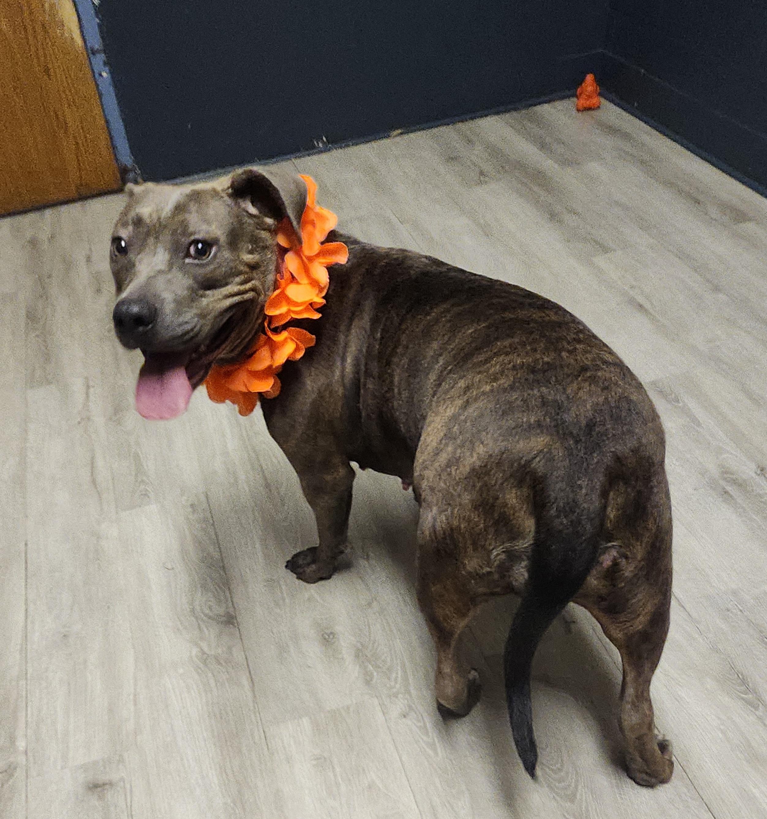 Enlarge Tiana, a Adoptable mixed breed in Mansfield, OH image 3/4