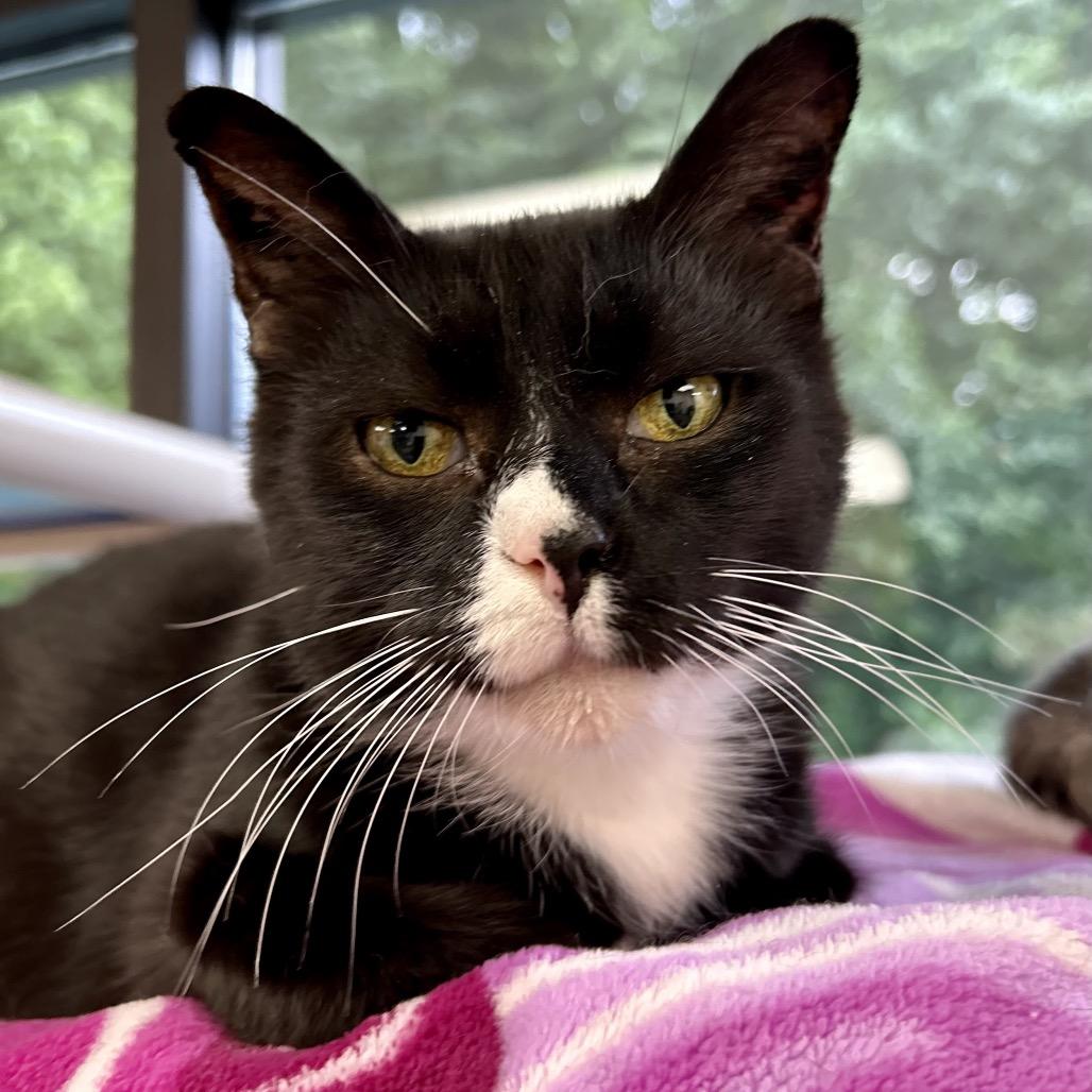 Kneevis, Adoptable, Senior Male Domestic Short Hair.