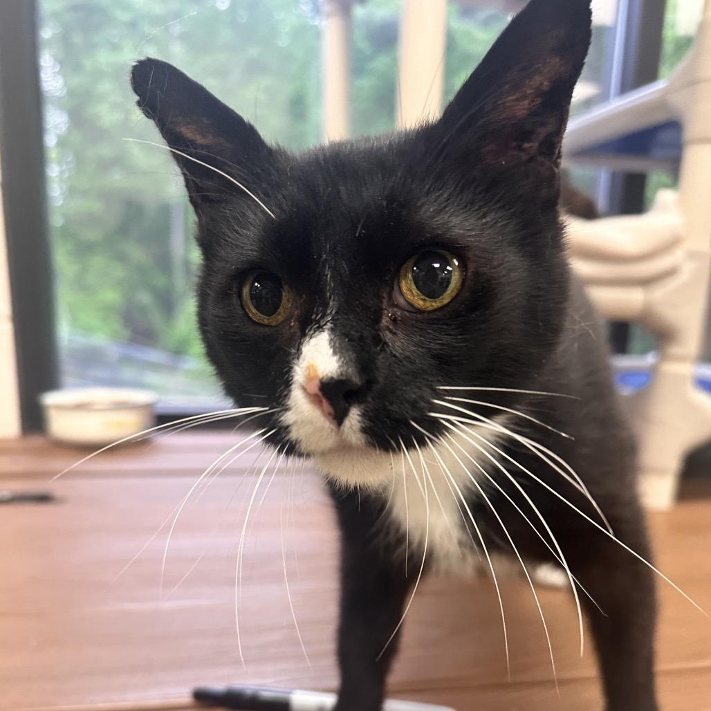 Kneevis, Adoptable, Senior Male Domestic Short Hair.