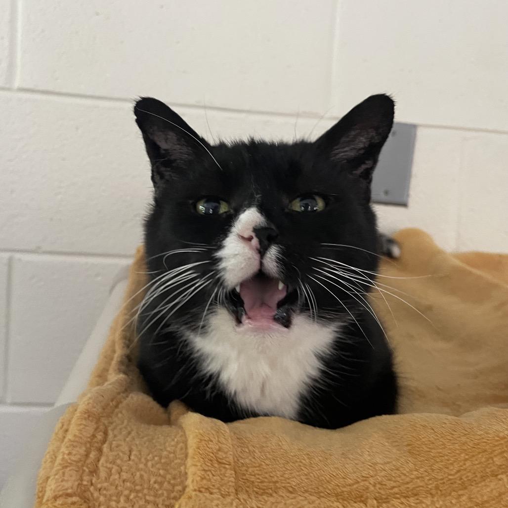 Enlarge Kneevis, a Adoptable Domestic Short Hair in Rocky Mount, VA image 1/5