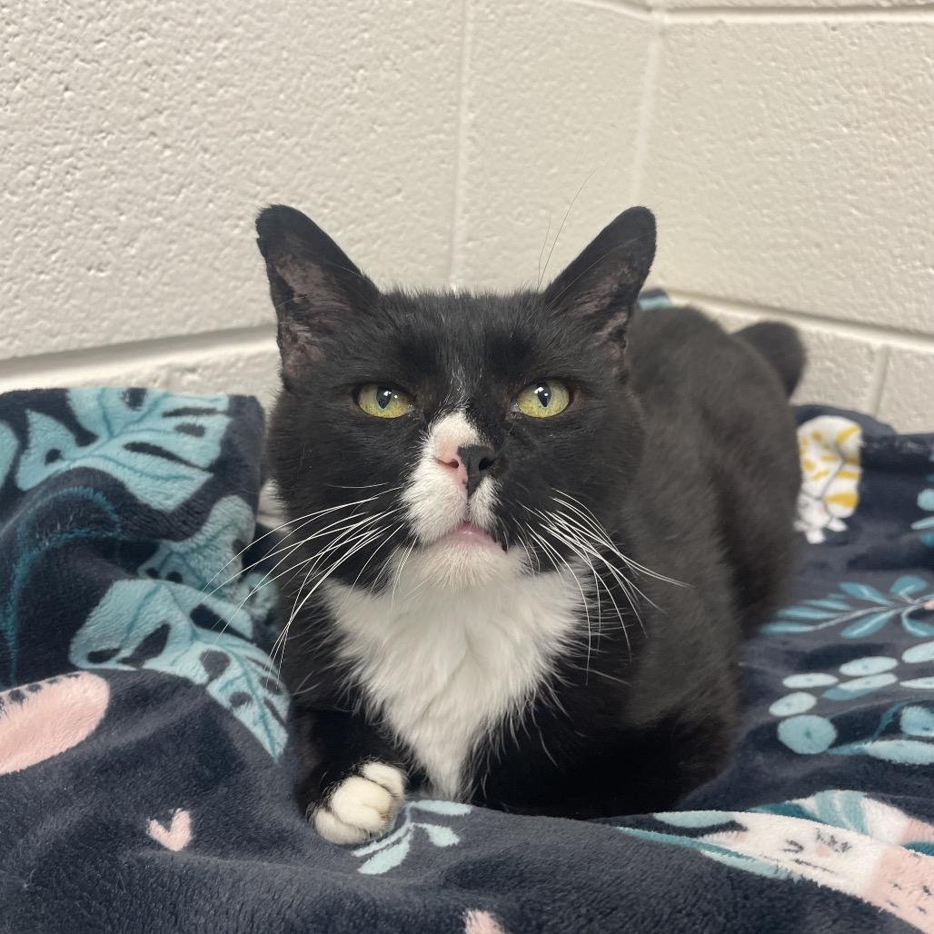 Enlarge Kneevis, a Adoptable Domestic Short Hair in Rocky Mount, VA image 2/5