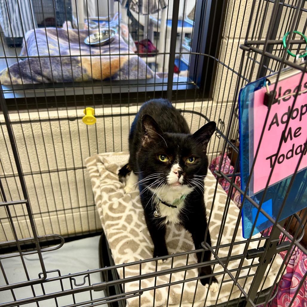 Enlarge Kneevis, a Adoptable Domestic Short Hair in Rocky Mount, VA image 3/5