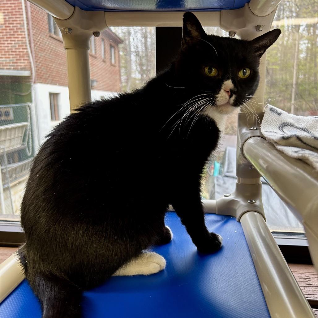 Enlarge Kneevis, a Adoptable Domestic Short Hair in Rocky Mount, VA image 4/5