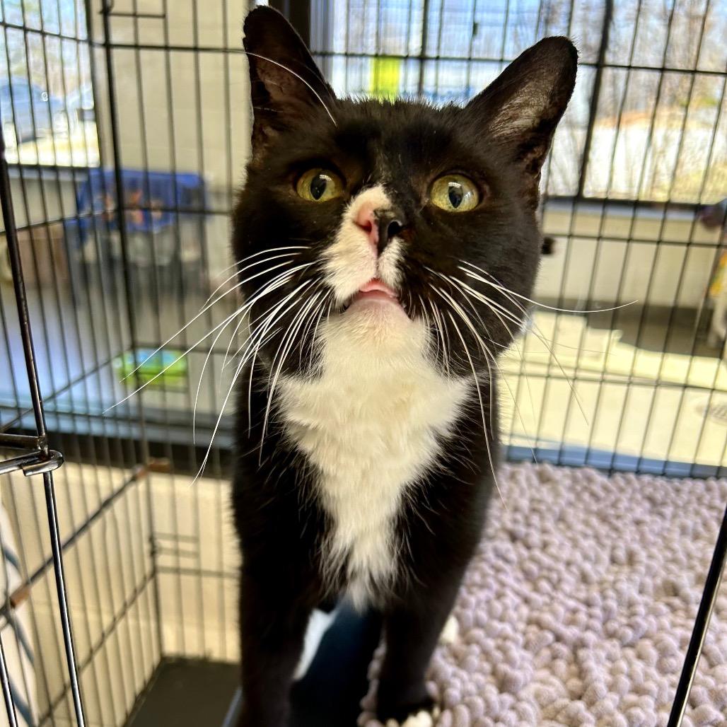 Enlarge Kneevis, a Adoptable Domestic Short Hair in Rocky Mount, VA image 5/5