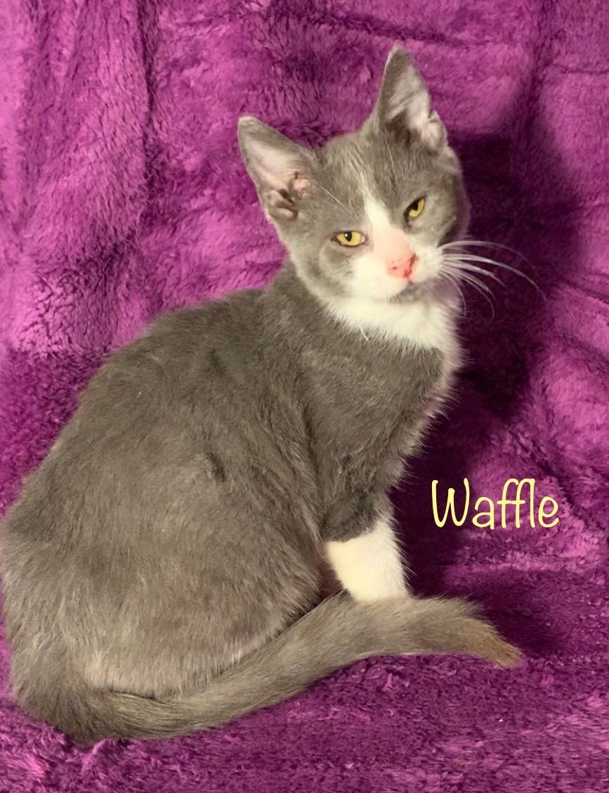 Enlarge Waffle, an adopted Domestic Short Hair in Dixon, CA image 3/4